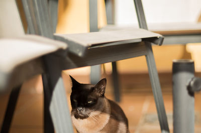 Close-up of cat at home