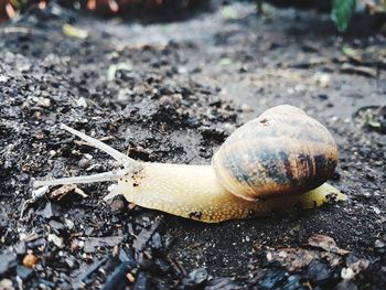 Close-up of snail on land