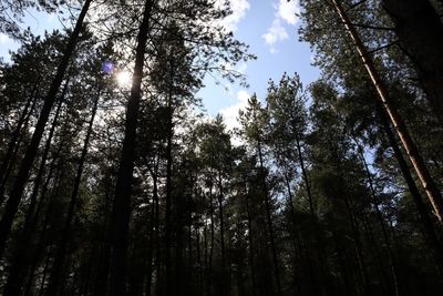 Low angle view of sunlight streaming through trees in forest