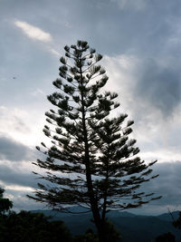 Low angle view of tree