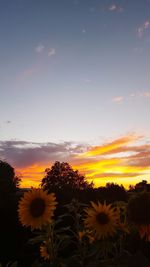 Flowers blooming on field against sky at sunset