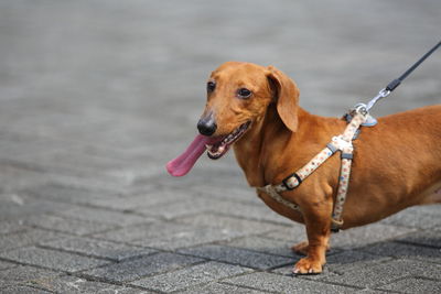 Low section of dog standing outdoors