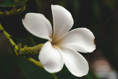 Close-up of white flowering plant