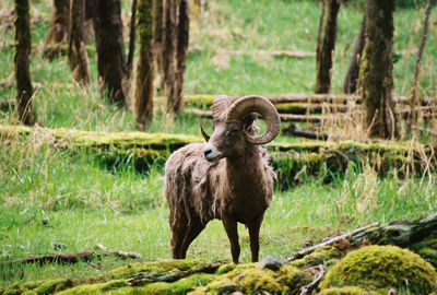Bighorn sheep standing on field in forest