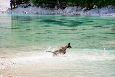 View of dog running in water