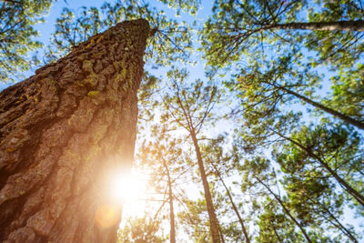 Low angle view of sunlight streaming through trees in forest