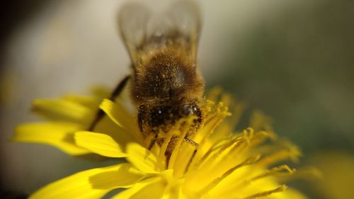 Close-up of bee pollinating on flower