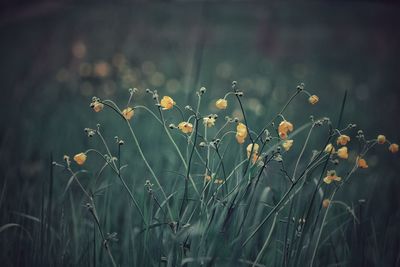 Close-up of flowering plants on field