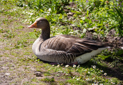 Side view of a bird on field