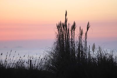 Silhouette plants against sea during sunset