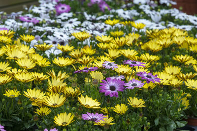 Close-up of fresh purple flowers in field