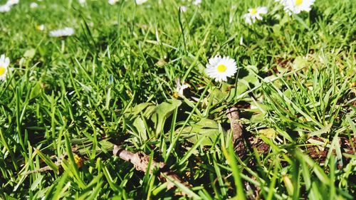 Close-up of flowers growing in field