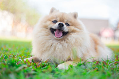 Close-up of a dog on field