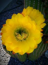 High angle view of yellow flowering plant