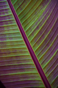 Full frame shot of palm leaves