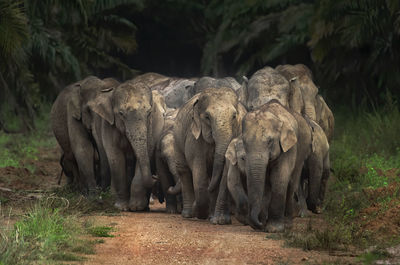 View of elephant in forest