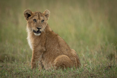 Lion cub sitting on grassy field