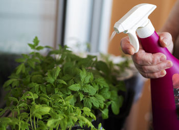 Woman watering tomato seedlings on a windowsill. 