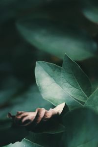 Close-up of hand on leaf