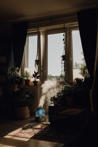 Plants collection in small millenials' rental flat, ceropegia, stromanthe, monstera, philodendron