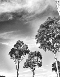 Low angle view of tree against cloudy sky