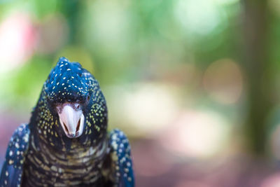 Cockatoo in forest