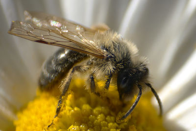 Close-up of bee