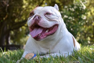 Close-up of dog outdoors