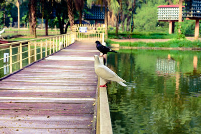 Side view of dove and pigeon perching on footbridge railing over pond