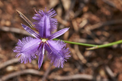 Close-up of purple flowering plant