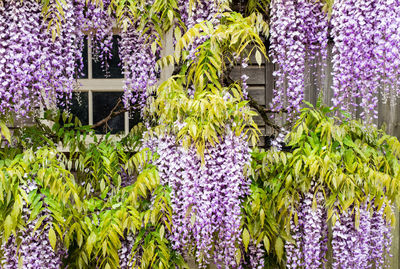 Purple flowering plants in garden