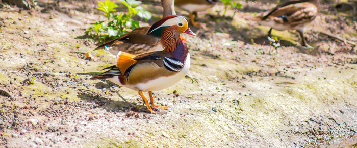 Close-up of bird on field