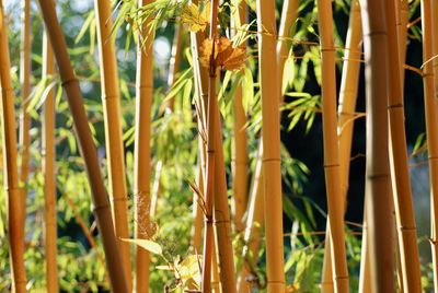 Close-up of bamboo plants on field