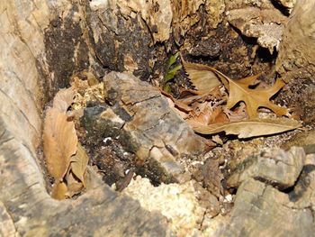 Close-up of lizard on rock