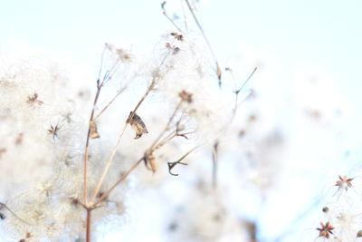 Close-up of plant against sky