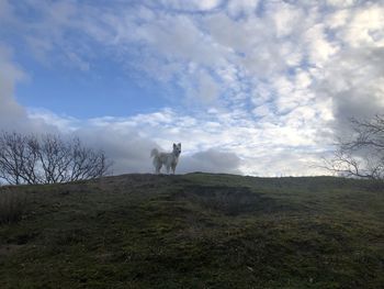 Dog standing in field against sky