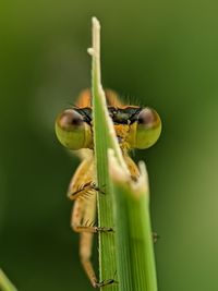 Close-up of insect on plant