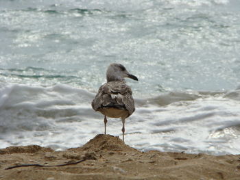 Seagull perching on a rock