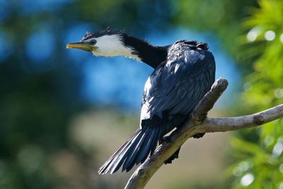 Close-up of bird perching on branch