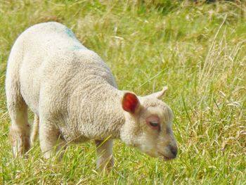 Sheep in a field