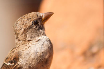 Close-up of a bird