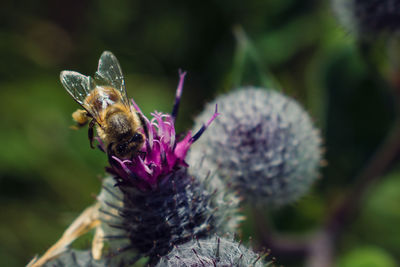 Close-up of bee on purple flower