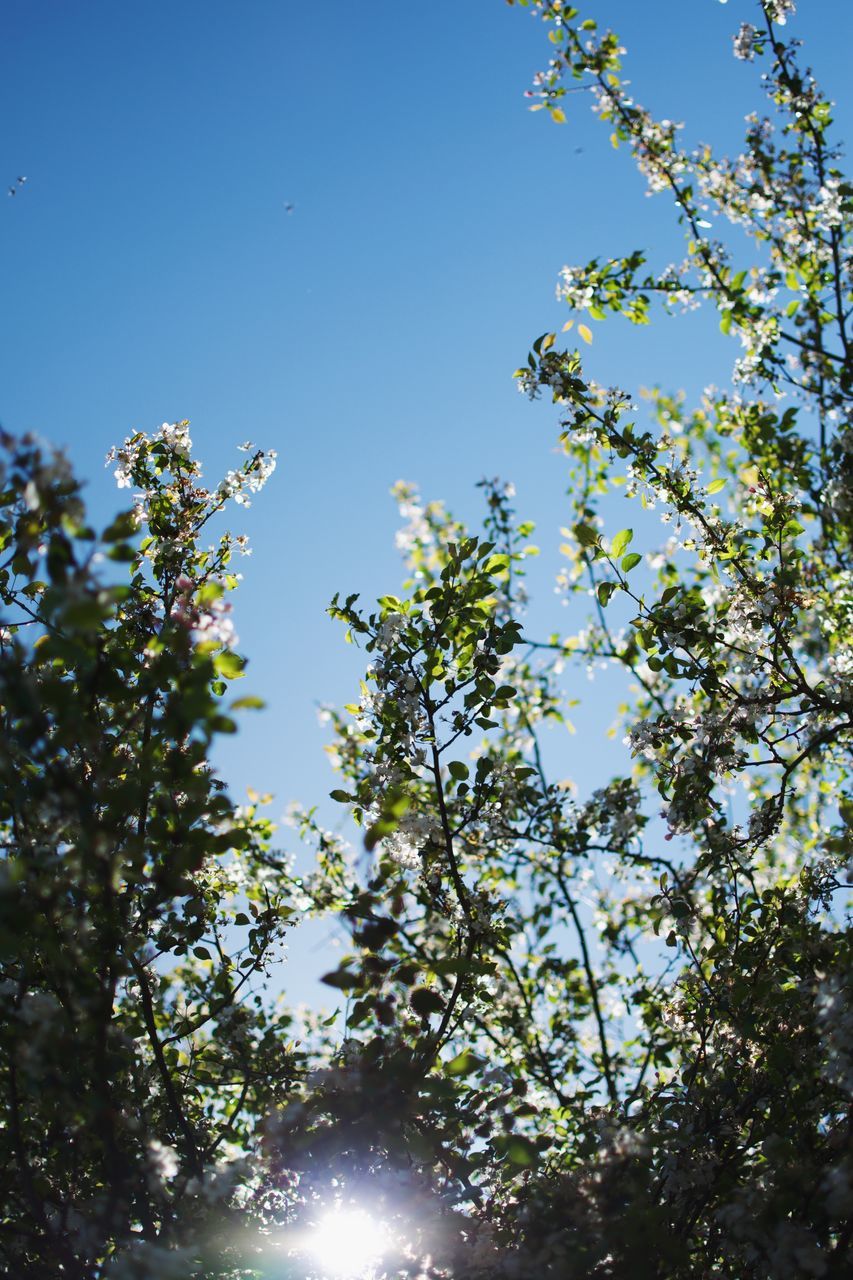 LOW ANGLE VIEW OF FLOWERING PLANT AGAINST CLEAR BLUE SKY