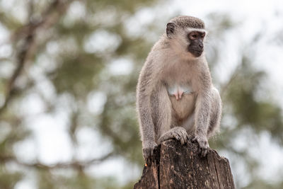 Low angle view of monkey sitting on tree