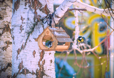 Close-up of coin-operated binoculars on tree