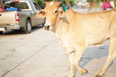 Cow standing in a street