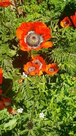 Close-up of red flowers blooming in field