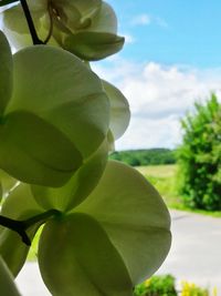 Close-up of green leaves against sky