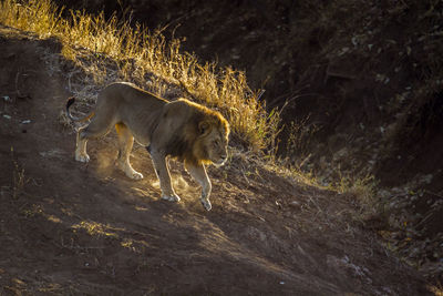 Lion walking on land in forest