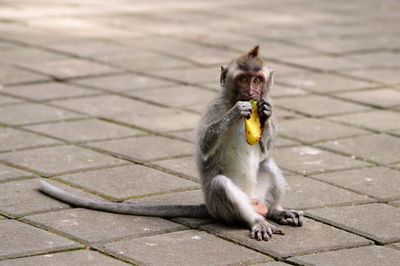 Portrait of monkey eating food